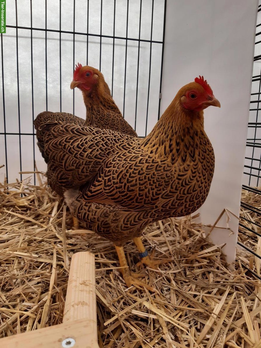 3 Zwerg-Plymouth Rocks Hennen, rebhuhnfarbig-gebändert