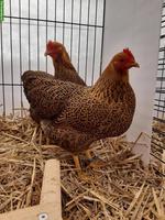 3 Zwerg-Plymouth Rocks Hennen, rebhuhnfarbig-gebändert