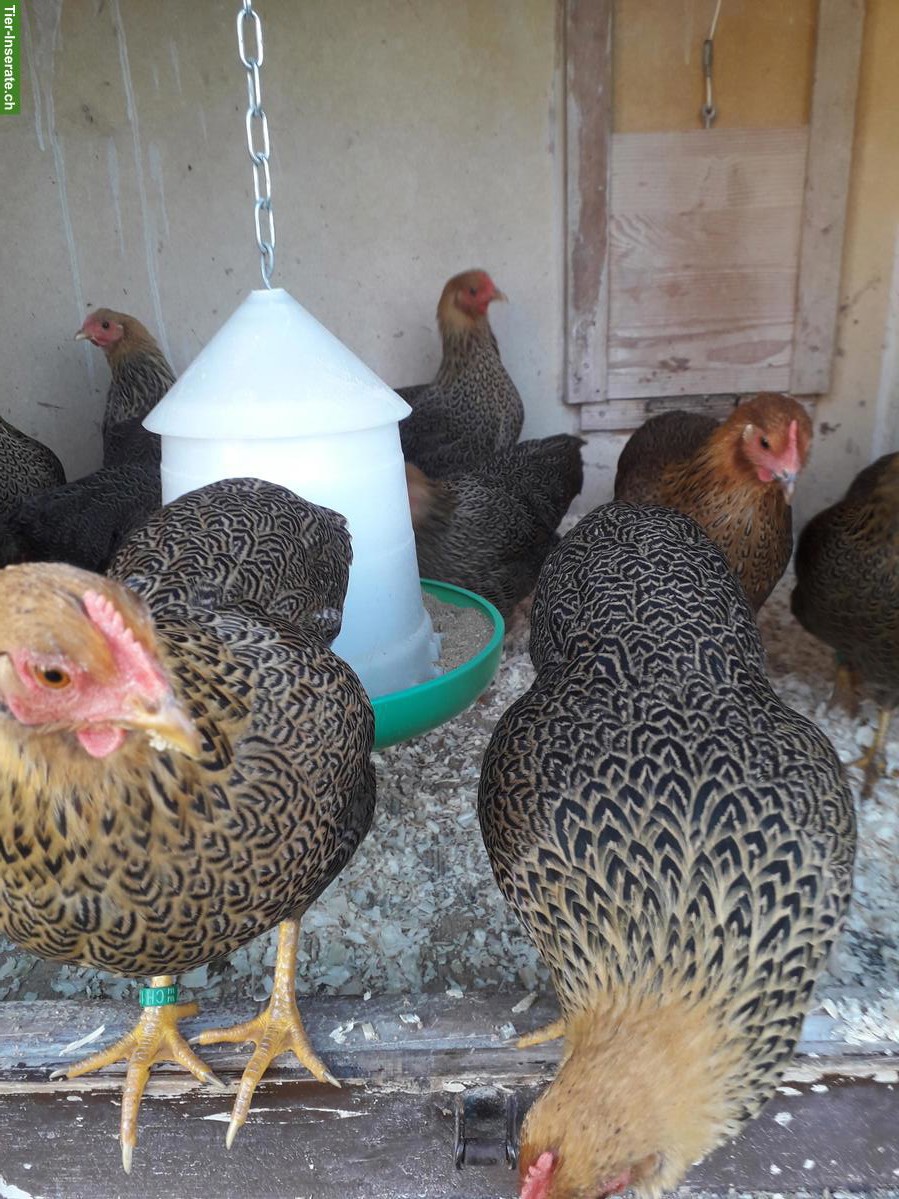 Bild 3: 3 Zwerg-Plymouth Rocks Hennen, rebhuhnfarbig-gebändert