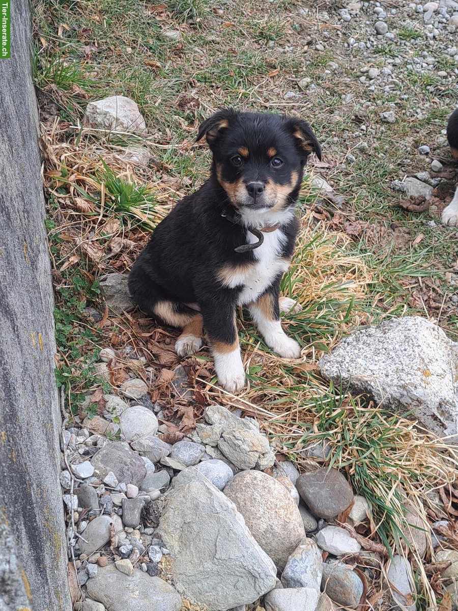 Junge Appenzeller Bläss Welpen