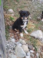 Junge Appenzeller Bläss Welpen