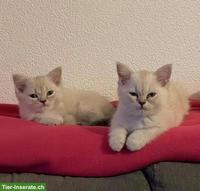 BKH Kitten blue point, reinrassig zu verkaufen
