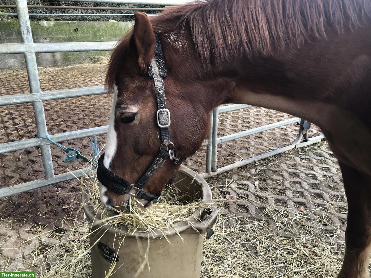 Heu-Quaderballen zu verkaufen, BIO zertifiziert