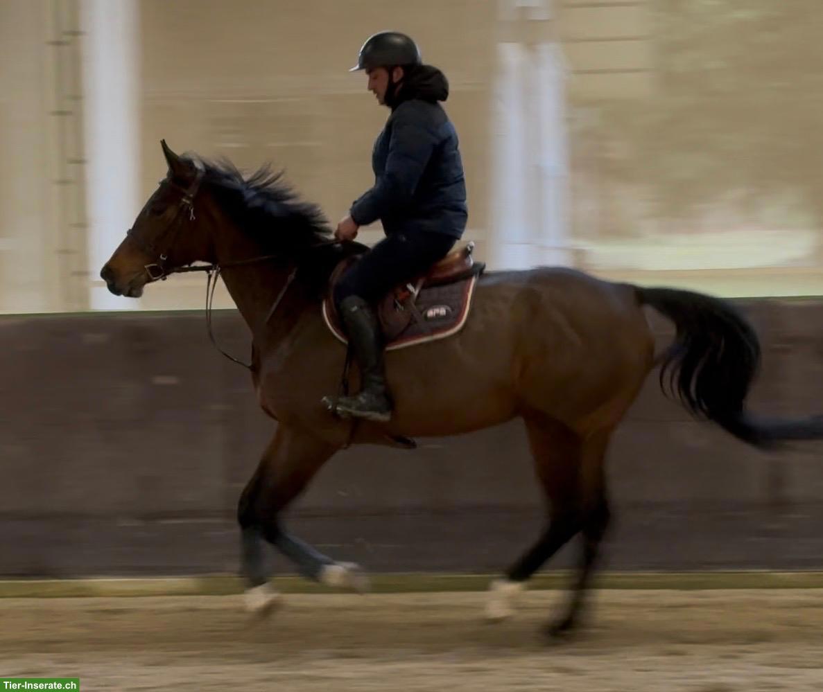 Selle Français Stute zu verkaufen, 6-jährig, Sportpferd