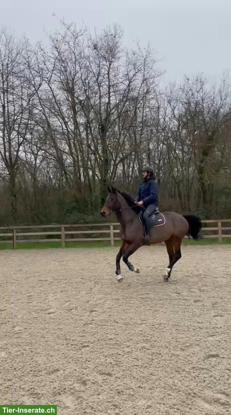 Bild 3: Selle Français Stute zu verkaufen, 6-jährig, Sportpferd