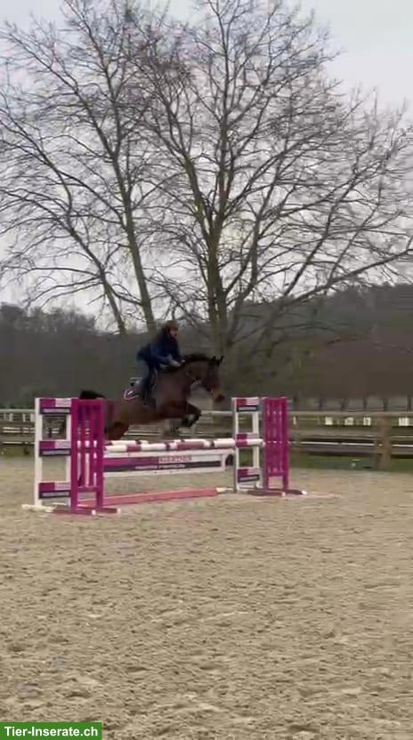 Bild 4: Selle Français Stute zu verkaufen, 6-jährig, Sportpferd