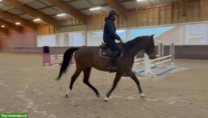 Bild 5: Selle Français Stute zu verkaufen, 6-jährig, Sportpferd
