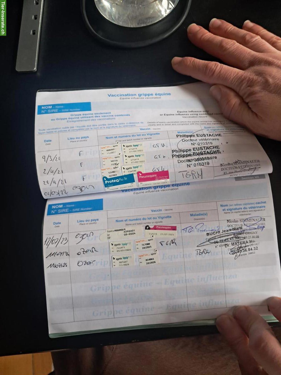 Bild 7: Selle Français Stute zu verkaufen, 6-jährig, Sportpferd