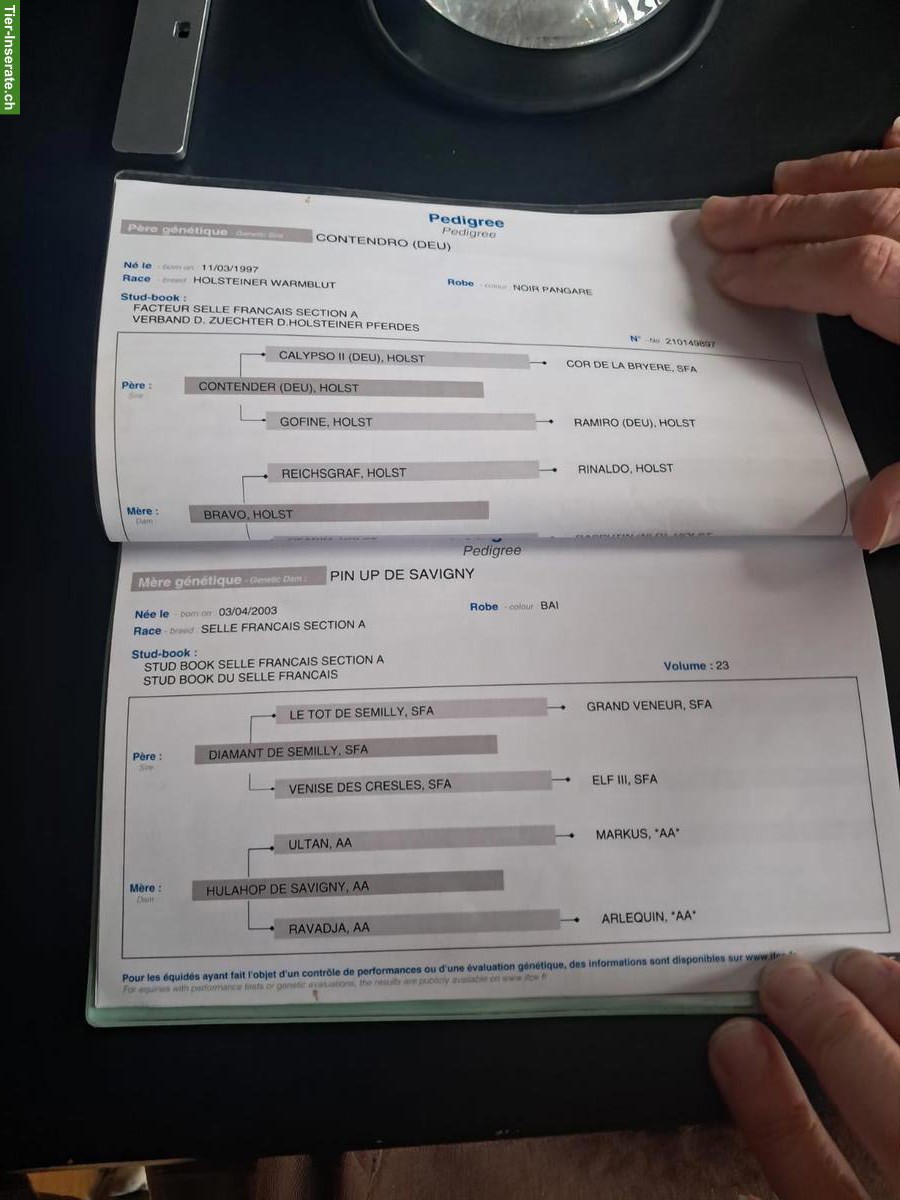 Bild 8: Selle Français Stute zu verkaufen, 6-jährig, Sportpferd