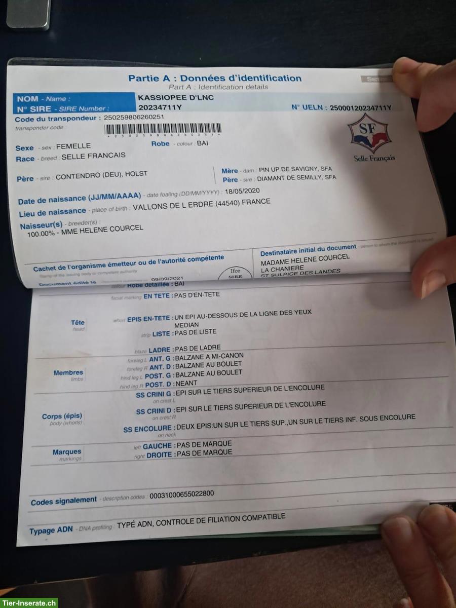 Bild 9: Selle Français Stute zu verkaufen, 6-jährig, Sportpferd