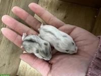 Dsungarische Zwerghamster Jungtiere, sehr zahm