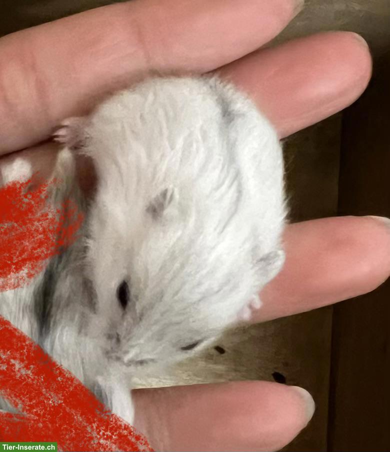 Bild 2: Dsungarische Zwerghamster Jungtiere, sehr zahm