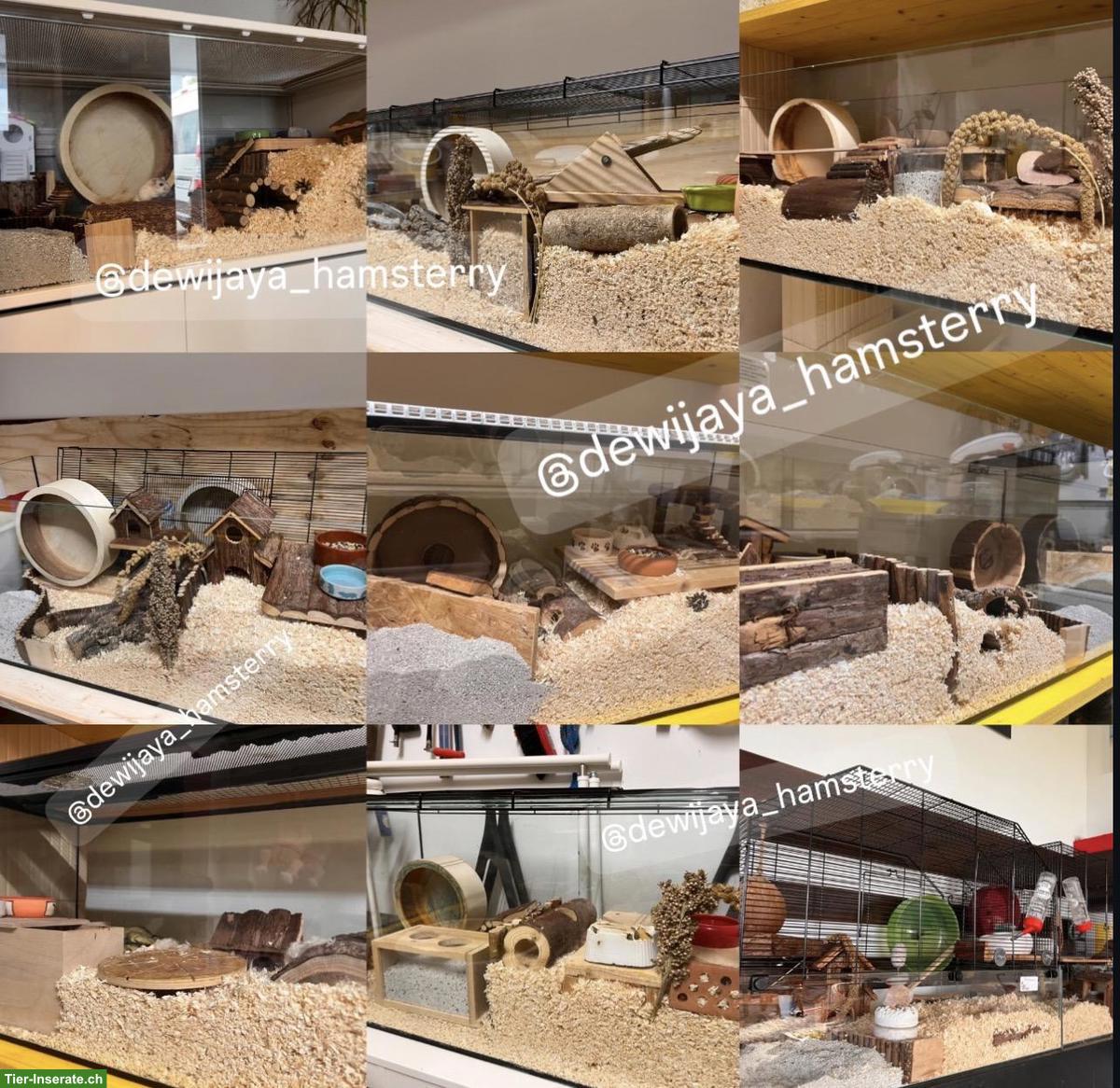 Bild 3: Dsungarische Zwerghamster Jungtiere, sehr zahm