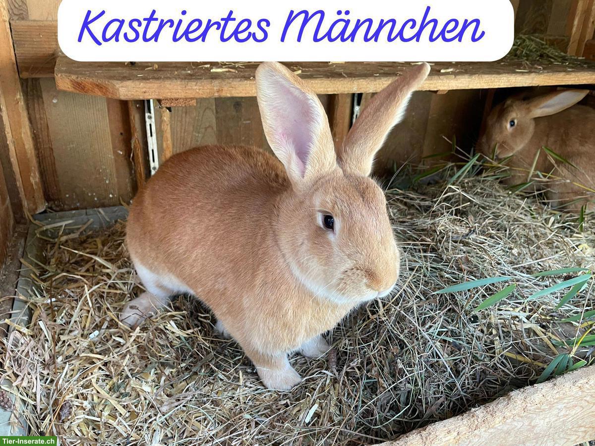 Burgunder Kaninchen, 2 Zippen & kastriertes Männchen