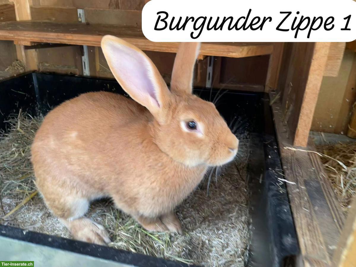 Bild 2: Burgunder Kaninchen, 2 Zippen & kastriertes Männchen