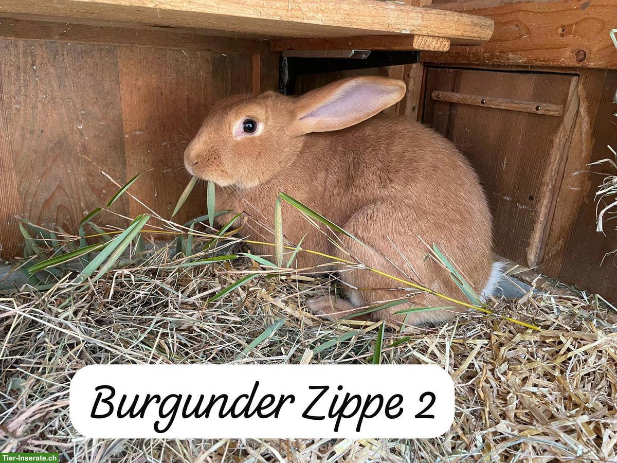 Bild 3: Burgunder Kaninchen, 2 Zippen & kastriertes Männchen