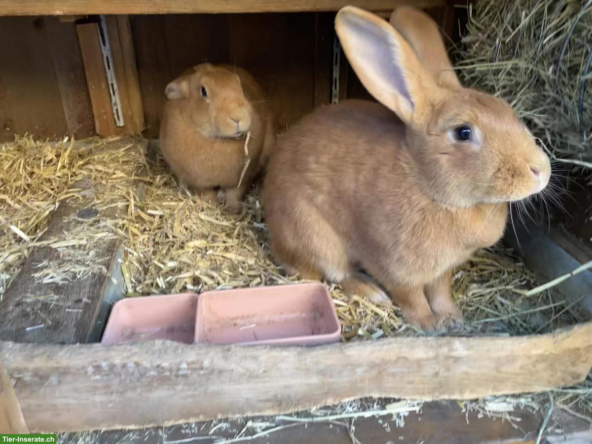 Bild 4: Burgunder Kaninchen, 2 Zippen & kastriertes Männchen