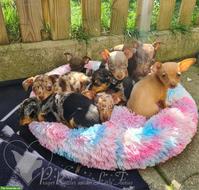 Prager Rattler Welpen aus Körzucht zu verkaufen