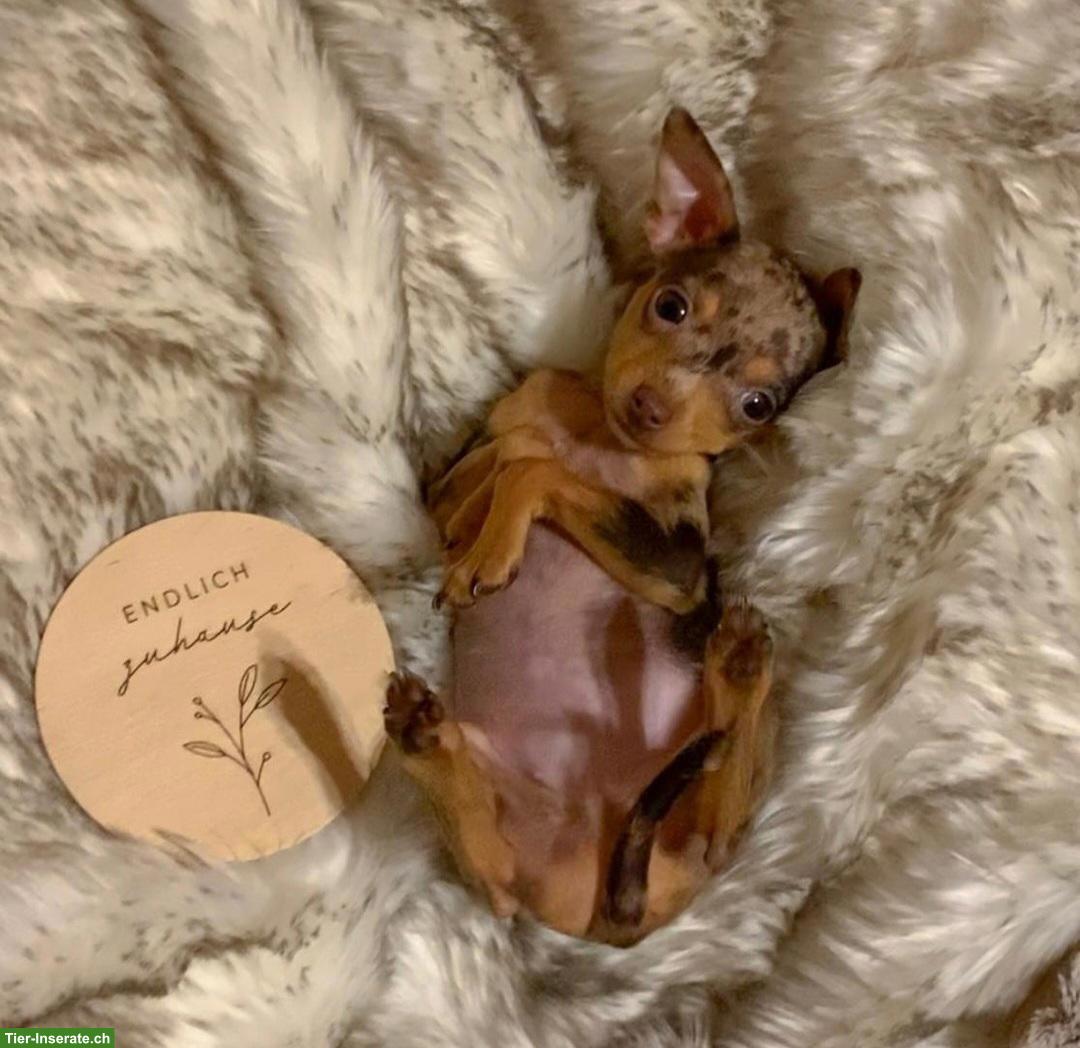 Bild 2: Prager Rattler Welpen aus Körzucht zu verkaufen