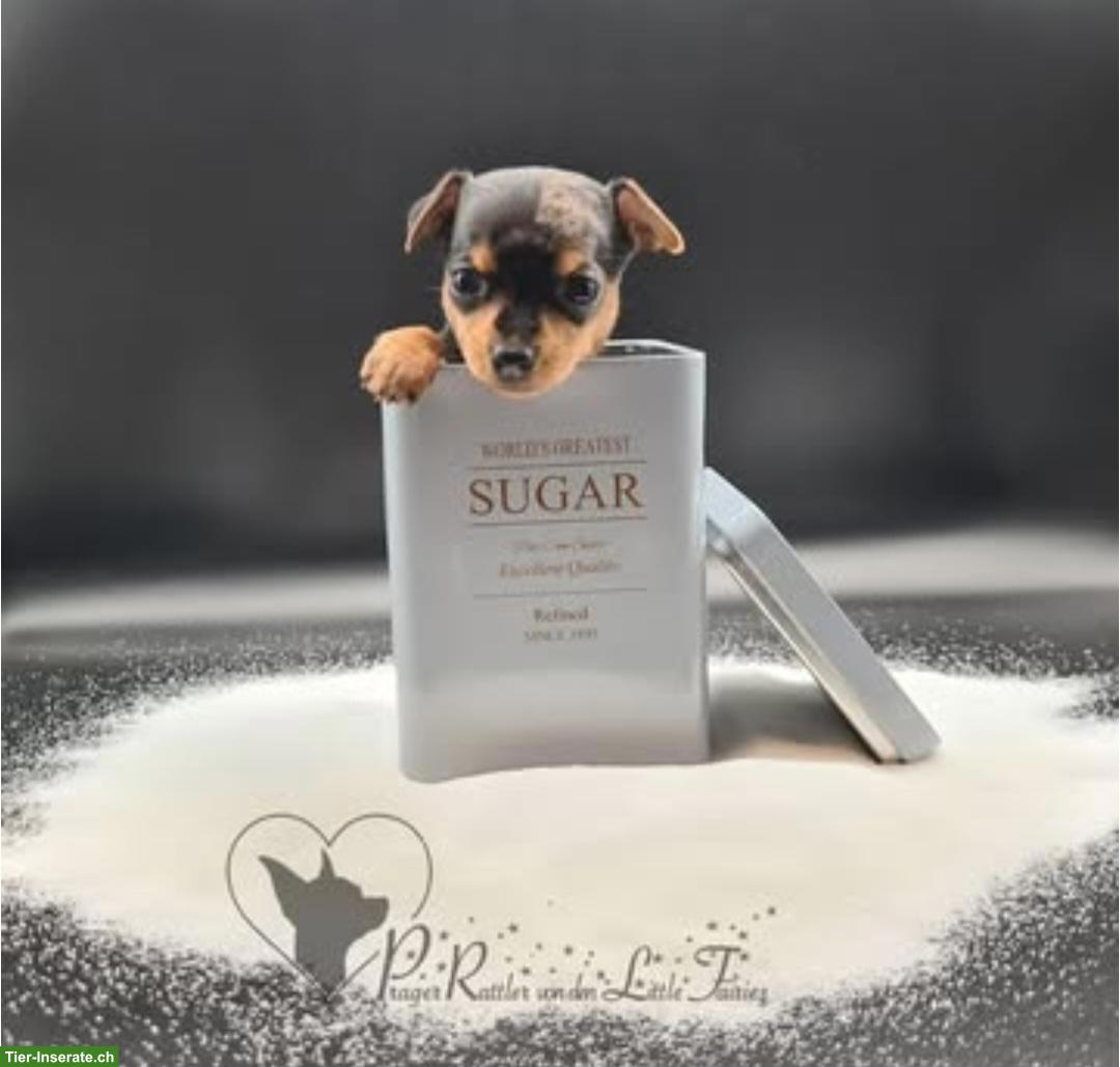 Bild 4: Prager Rattler Welpen aus Körzucht zu verkaufen