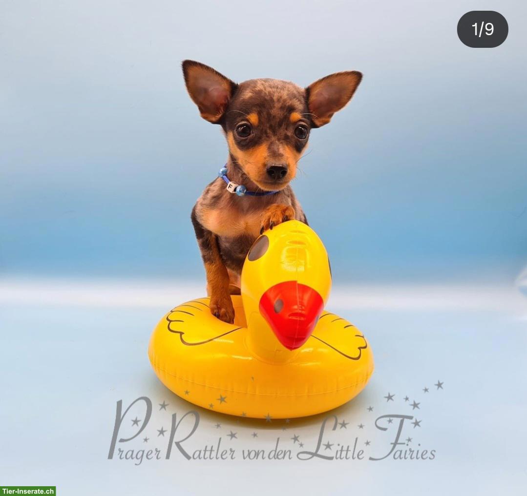 Bild 5: Prager Rattler Welpen aus Körzucht zu verkaufen