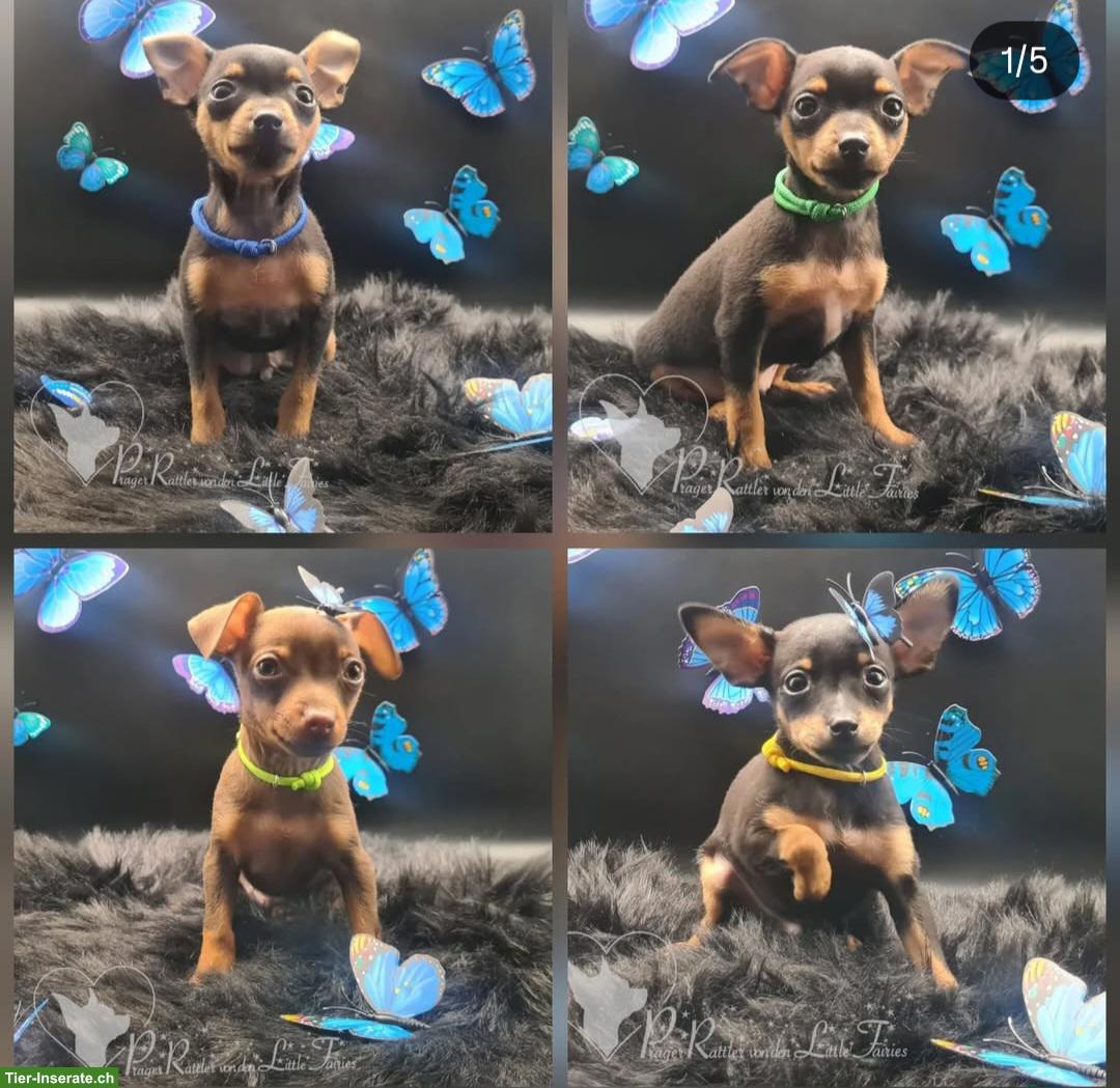 Bild 6: Prager Rattler Welpen aus Körzucht zu verkaufen