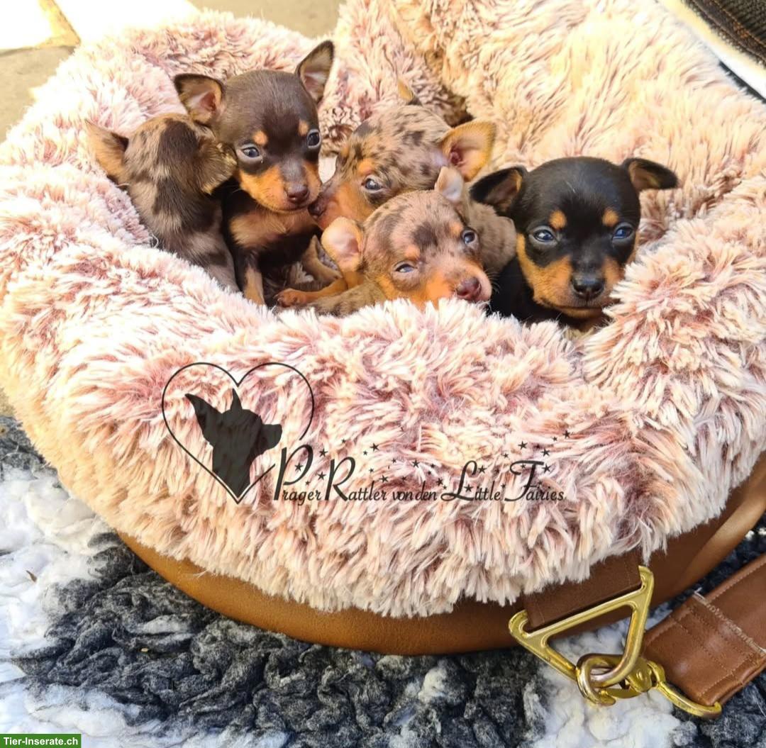 Bild 7: Prager Rattler Welpen aus Körzucht zu verkaufen