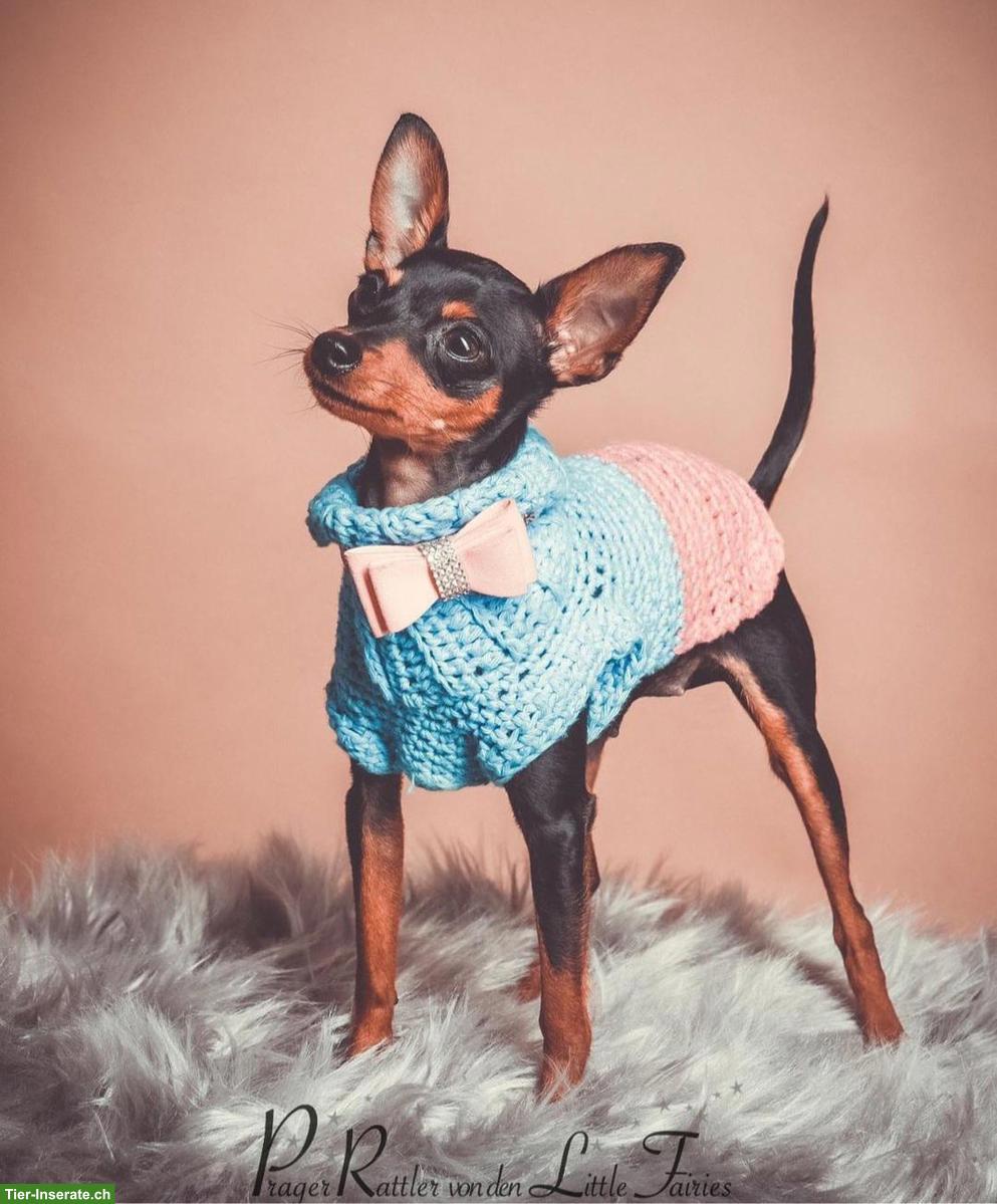 Bild 8: Prager Rattler Welpen aus Körzucht zu verkaufen