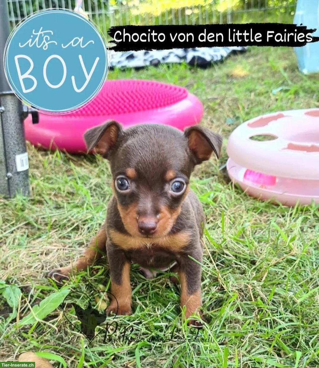 Bild 9: Prager Rattler Welpen aus Körzucht zu verkaufen