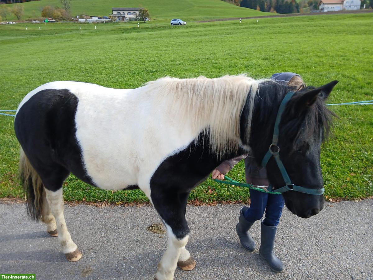 Lieber Shetlandpony Wallach 4-jährig zu verkaufen