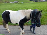 Lieber Shetlandpony Wallach 4-jährig zu verkaufen