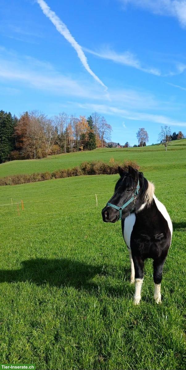 Bild 2: Lieber Shetlandpony Wallach 4-jährig zu verkaufen