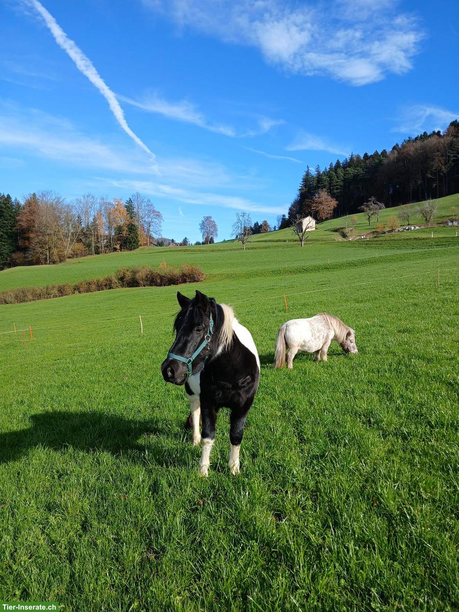 Bild 3: Lieber Shetlandpony Wallach 4-jährig zu verkaufen
