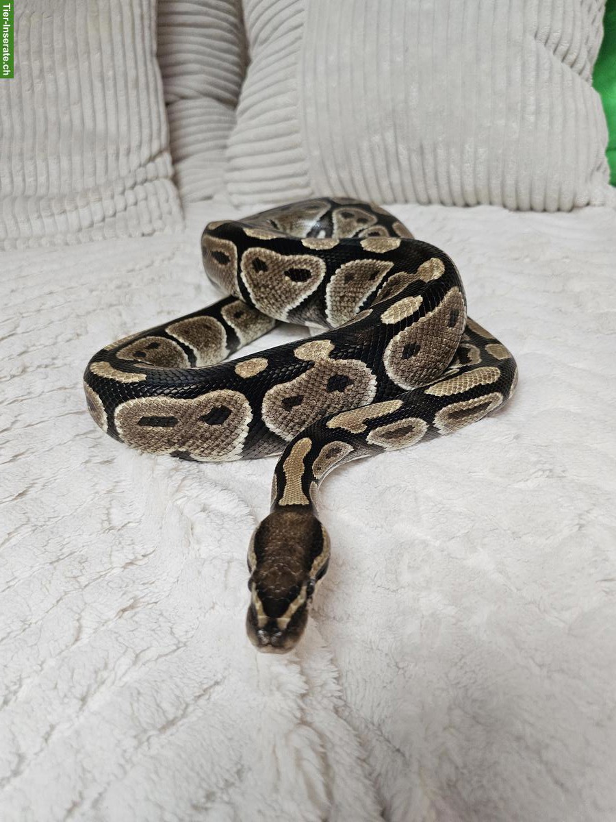 2 Königspythons mit Terrarium-Komplettset inkl. Technik