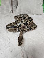 2 Königspythons mit Terrarium-Komplettset inkl. Technik