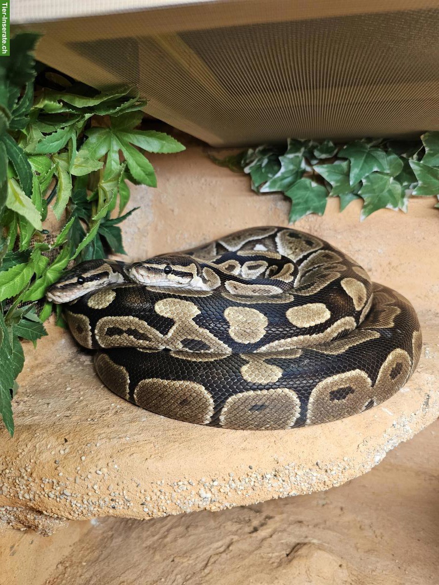 Bild 2: 2 Königspythons mit Terrarium-Komplettset inkl. Technik