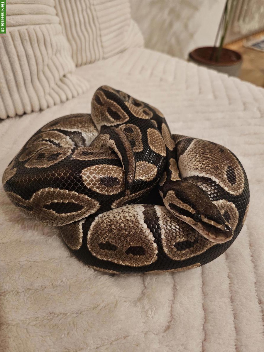 Bild 3: 2 Königspythons mit Terrarium-Komplettset inkl. Technik