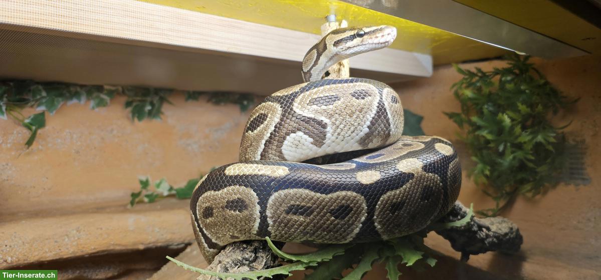 Bild 4: 2 Königspythons mit Terrarium-Komplettset inkl. Technik