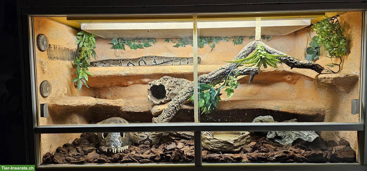 Bild 5: 2 Königspythons mit Terrarium-Komplettset inkl. Technik