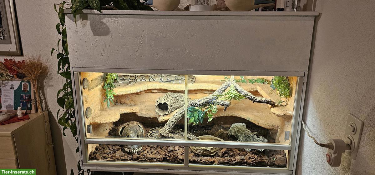 Bild 6: 2 Königspythons mit Terrarium-Komplettset inkl. Technik