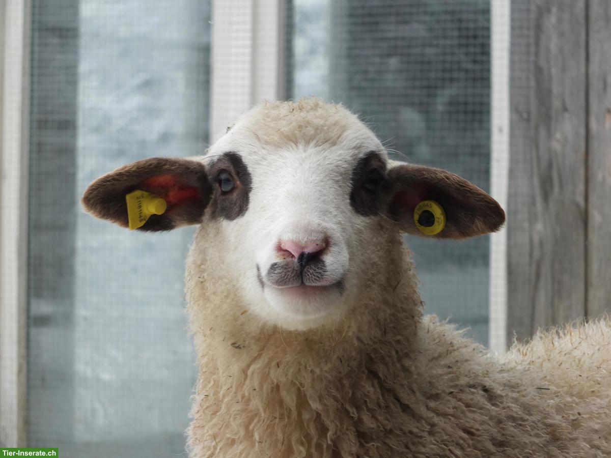 Junge Spiegelschaf Böcke zu verkaufen