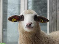 Junge Spiegelschaf Böcke zu verkaufen