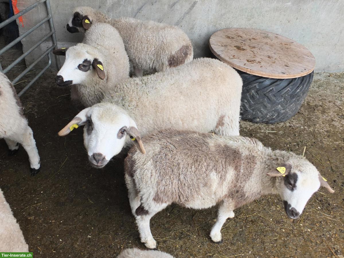 Bild 2: Junge Spiegelschaf Böcke zu verkaufen
