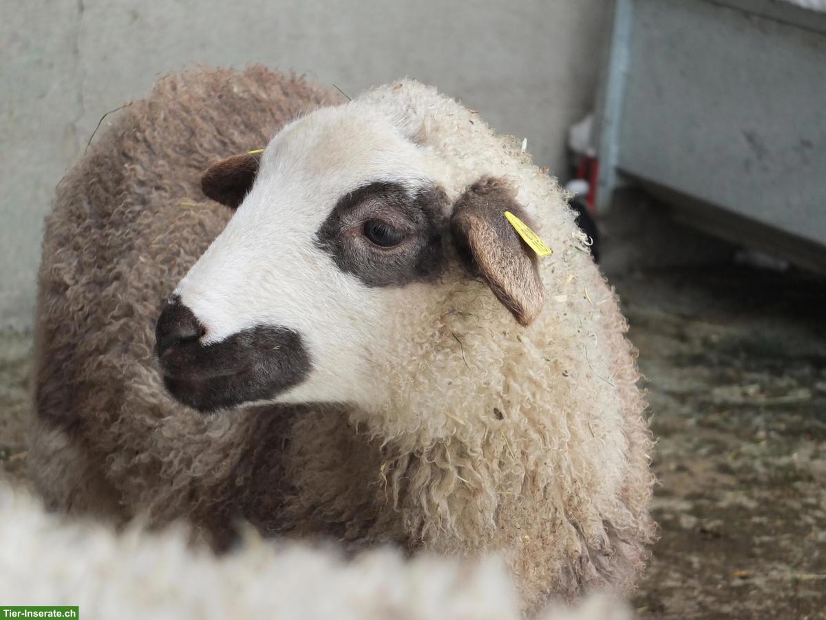 Bild 4: Junge Spiegelschaf Böcke zu verkaufen