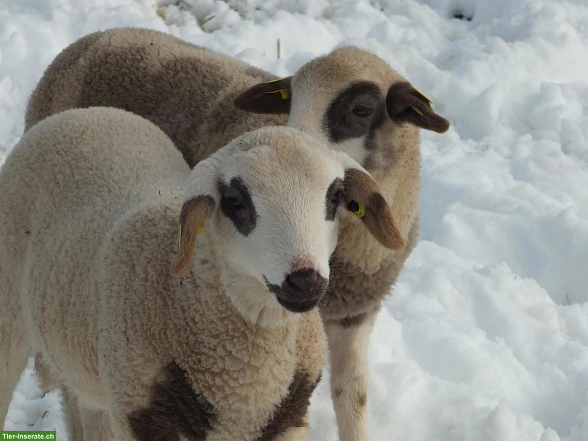 Bild 5: Junge Spiegelschaf Böcke zu verkaufen