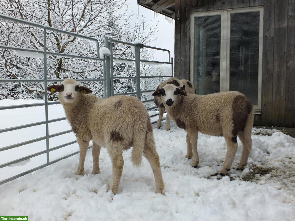 Bild 6: Junge Spiegelschaf Böcke zu verkaufen