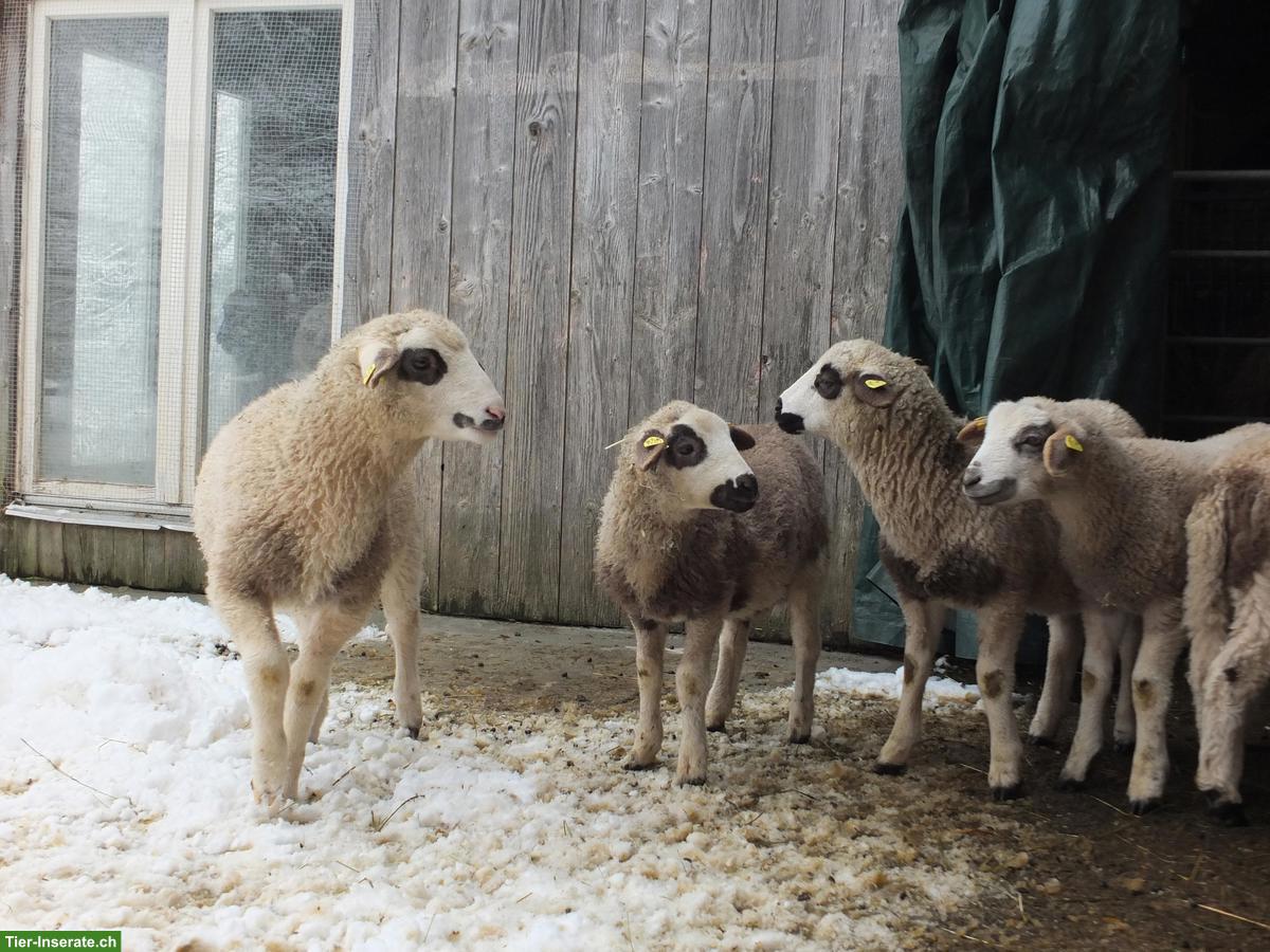 Bild 7: Junge Spiegelschaf Böcke zu verkaufen