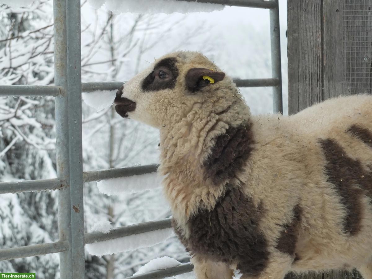 Bild 8: Junge Spiegelschaf Böcke zu verkaufen
