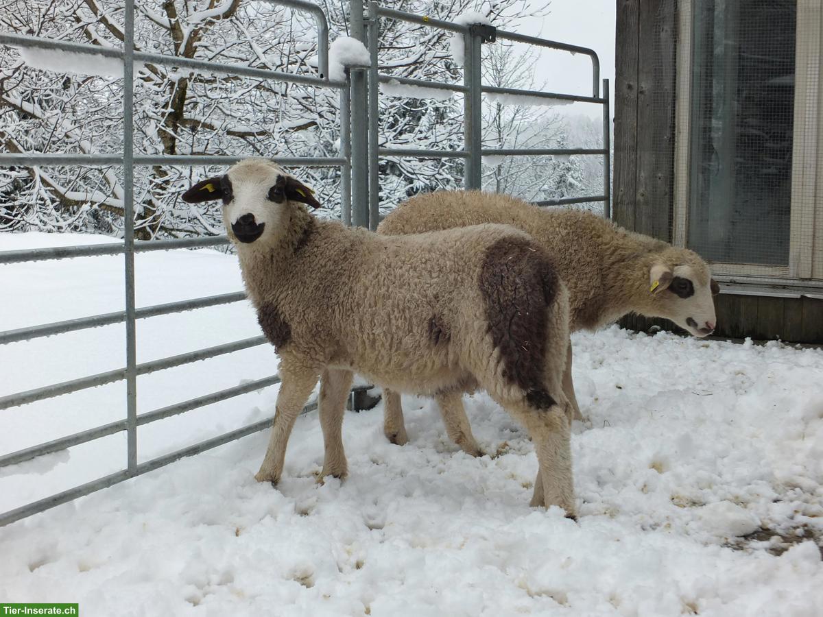 Bild 9: Junge Spiegelschaf Böcke zu verkaufen