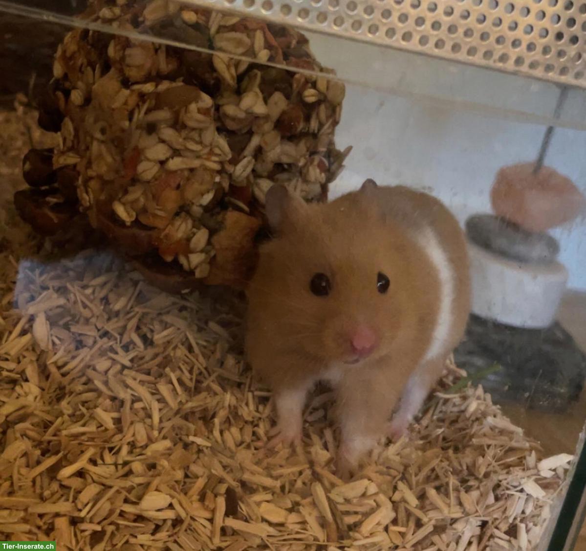 Goldhamster 🐹 Speedy DRINGEND abzugeben